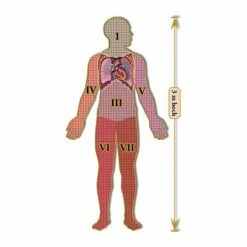 Dr. Livingstons Anatomiepuzzle: Der Menschliche Brustkorb Teil 2 (DE) -FANTASYWELT Verkäufe dr livingstons anatomiepuzzle der menschliche brustkorb teil 2 de3