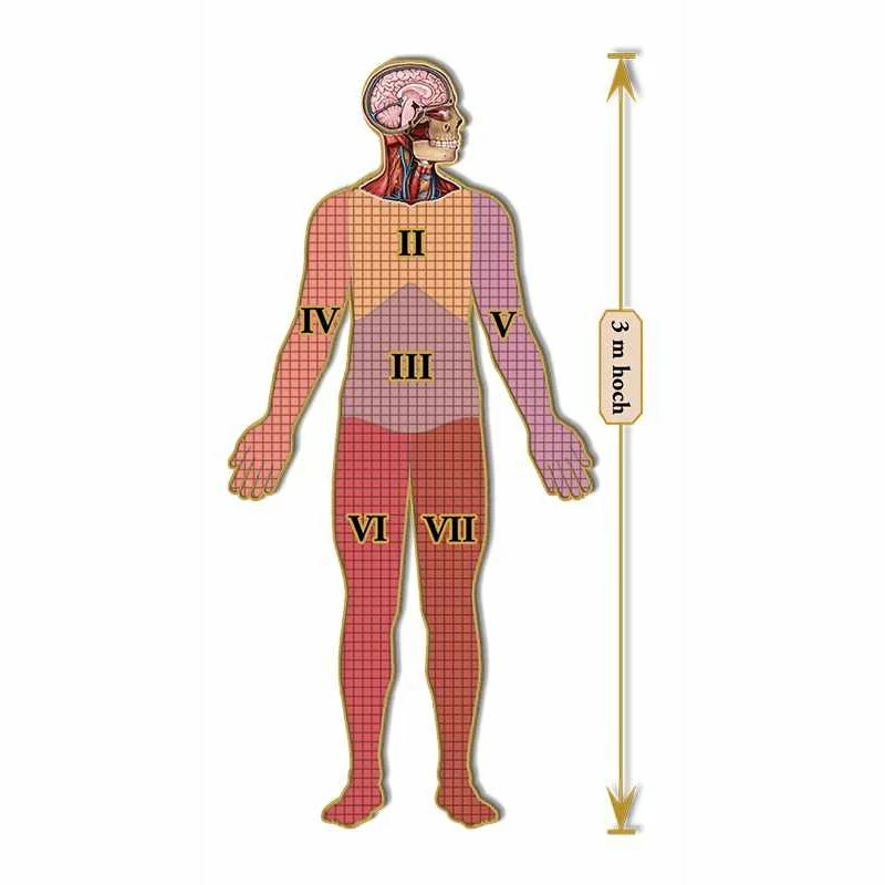 Dr. Livingstons Anatomiepuzzle: Der Menschliche Kopf Teil 1 (DE) *Mängelexemplar* 5 Dr. Livingstons Anatomiepuzzle: Der Menschliche Kopf Teil 1 (DE) *Mängelexemplar* – Bild 3